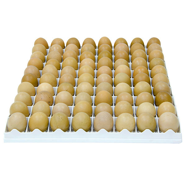 Tavuk Kuluçka Tablası - TR80